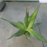Agave Chazaroi cm. 25/30