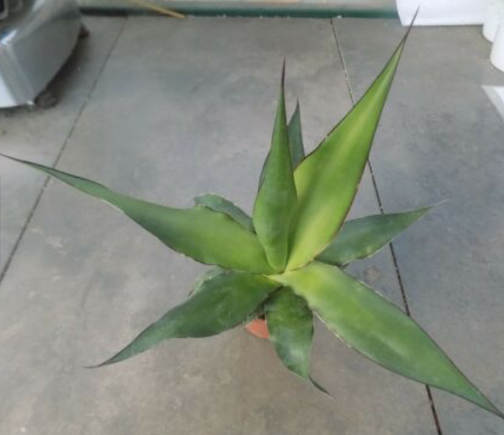 Agave Chazaroi cm. 25/30