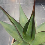 Agave Chazaroi cm. 25/30