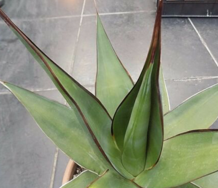 Agave Chazaroi cm. 25/30