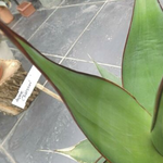 Agave Chazaroi cm. 25/30