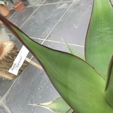 Agave Chazaroi cm. 25/30