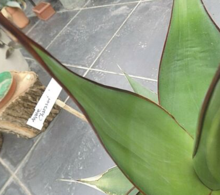 Agave Chazaroi cm. 25/30