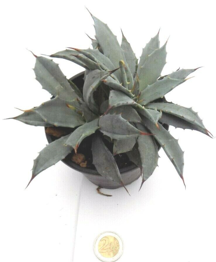 Agave Uthaensis v.eborispina crestata come da foto
