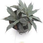 Agave Uthaensis v.eborispina crestata come da foto