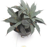 Agave Uthaensis v.eborispina crestata come da foto