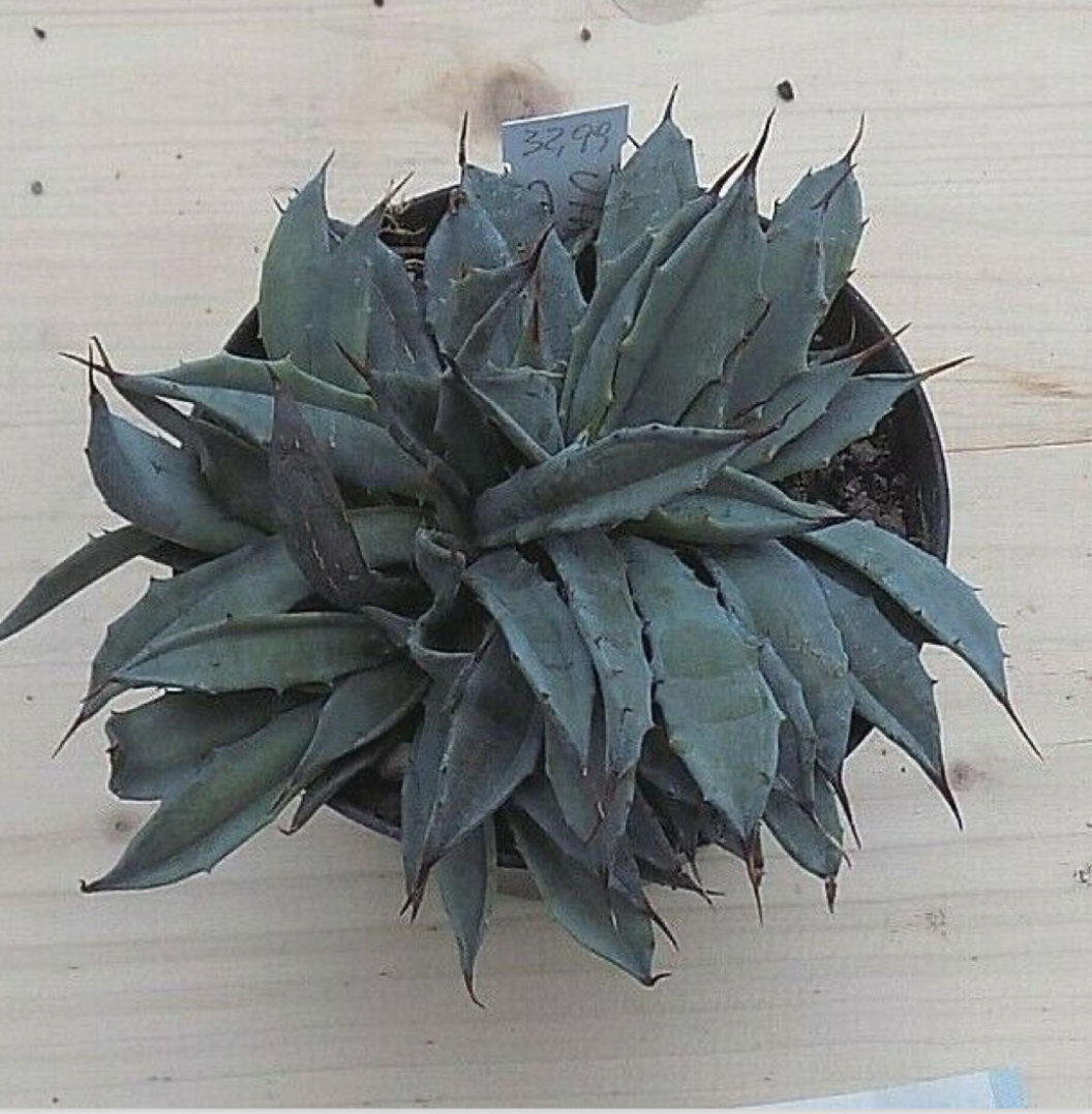 Agave Uthaensis v.eborispina crestata come da foto