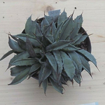 Agave Uthaensis v.eborispina crestata come da foto