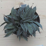 Agave Uthaensis v.eborispina crestata come da foto