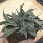 Agave Uthaensis v.eborispina crestata come da foto