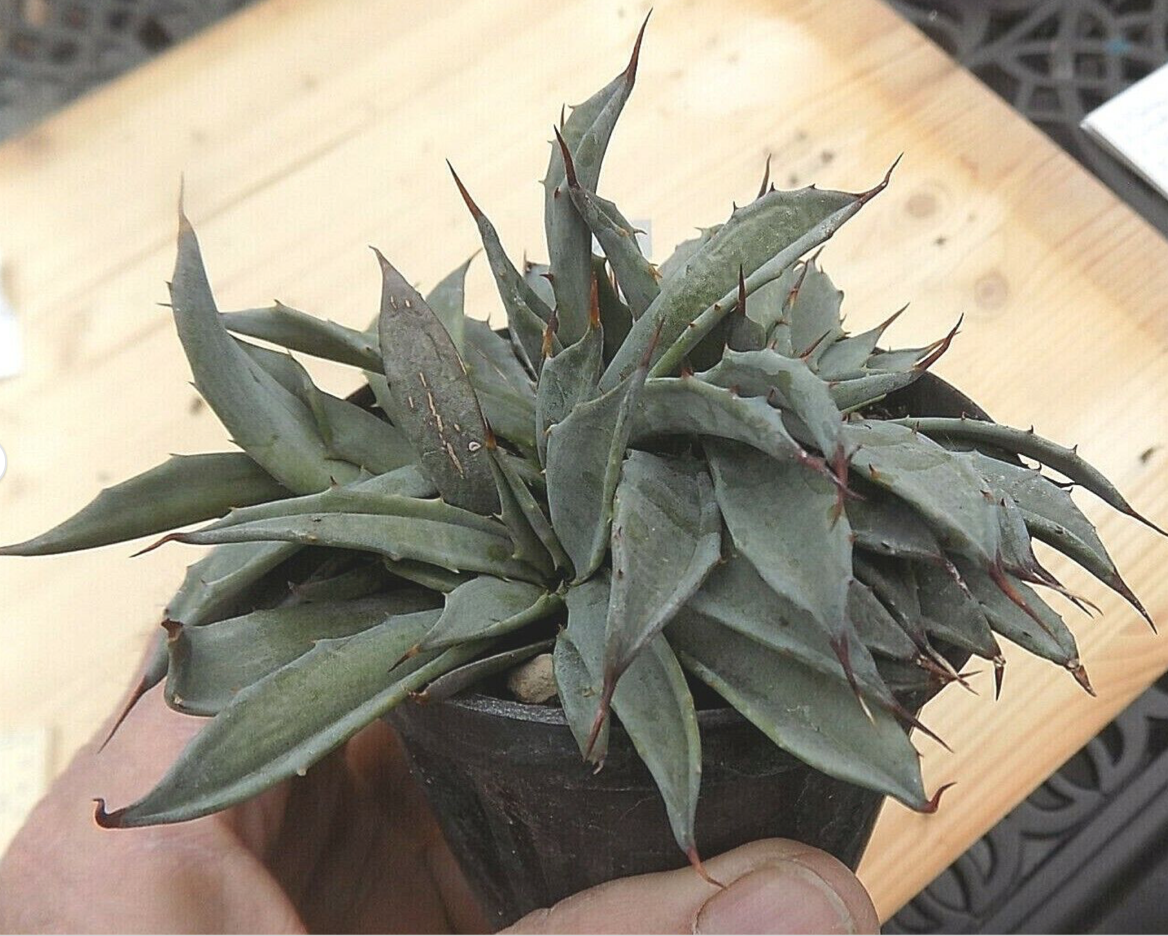 Agave Uthaensis v.eborispina crestata come da foto