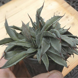 Agave Uthaensis v.eborispina crestata come da foto