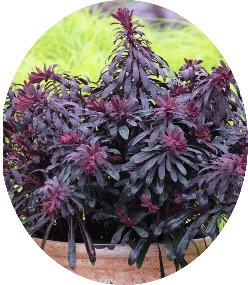 Euphorbia Minier's Merlot vaso 14