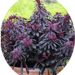 Euphorbia Minier's Merlot vaso 14