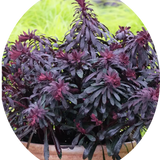 Euphorbia Minier's Merlot vaso 14