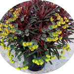 Euphorbia Minier's Merlot vaso 14