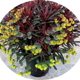 Euphorbia Minier's Merlot vaso 14