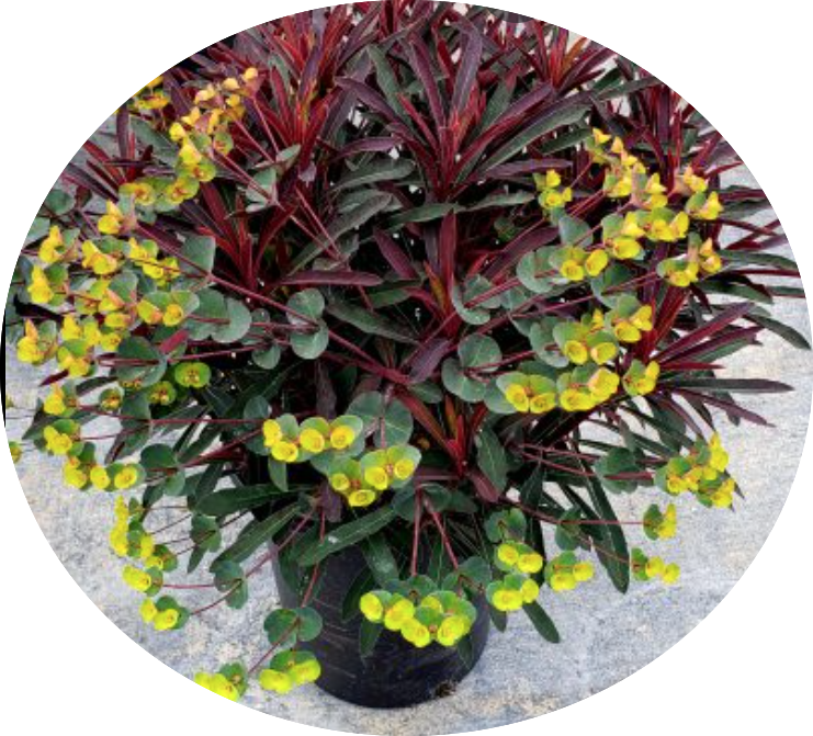 Euphorbia Minier's Merlot vaso 14