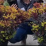 Euphorbia Minier's Merlot vaso 14