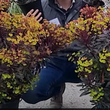Euphorbia Minier's Merlot vaso 14