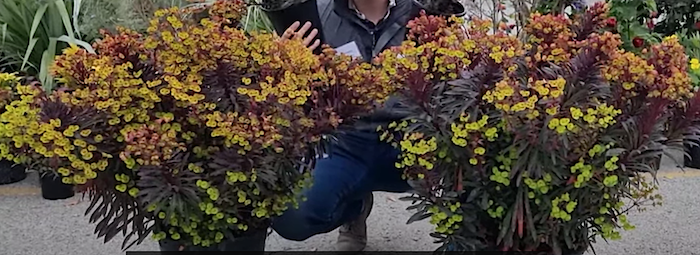 Euphorbia Minier's Merlot vaso 14