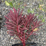 Euphorbia Minier's Merlot vaso 14