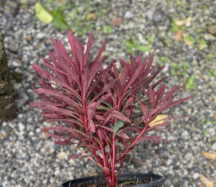Euphorbia Minier's Merlot vaso 14