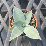 Agave Parryi truncata