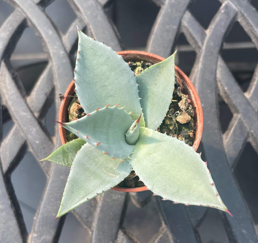 Agave Parryi truncata