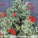 Pelargonium Flowers of Spring