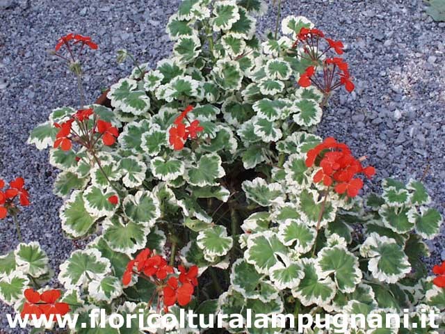 Pelargonium Flowers of Spring
