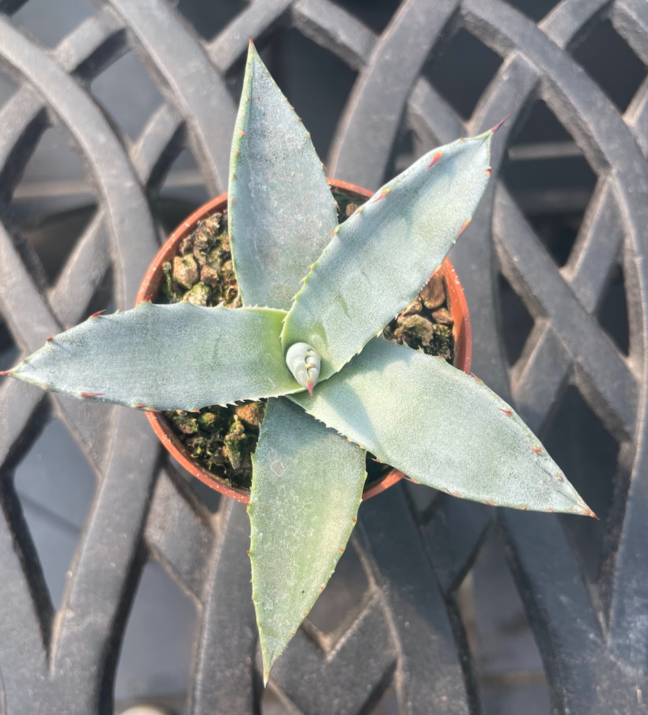 Agave Salmiana var. ferox resistenza -12°