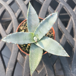 Agave Salmiana var. ferox resistenza -12°