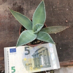 Agave Maximiliana cm. 10/12
