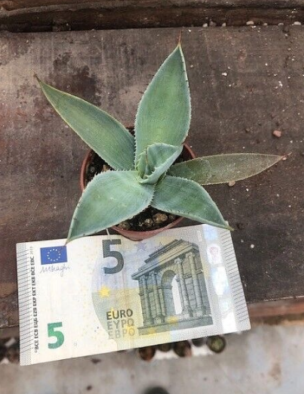 Agave Maximiliana cm. 10/12