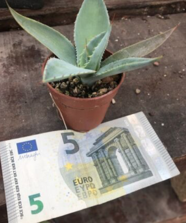 Agave Maximiliana cm. 10/12
