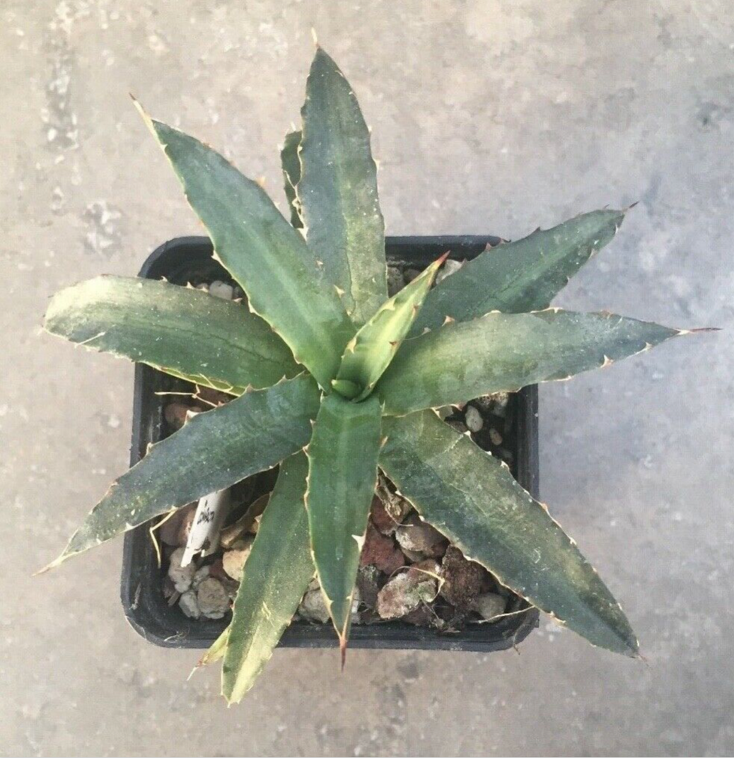 Agave Lophantha poselgeri