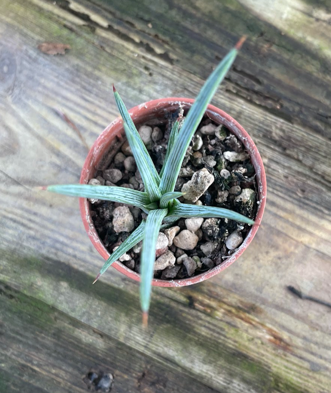 Agave stricta rubra