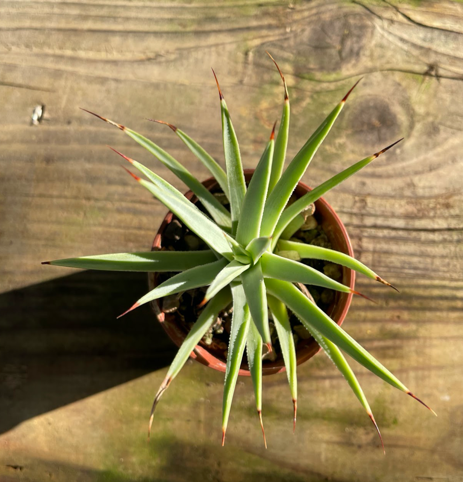 Agave stricta echinoides