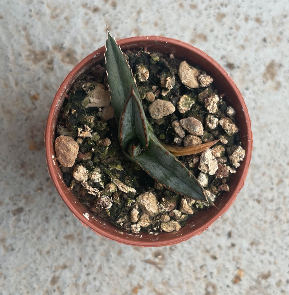 Agave Pintilla