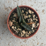 Agave Pintilla