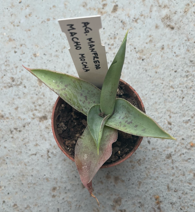 Agave Manfreda macho mocha
