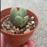 Conophytum elisae