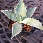 Agave Colorata cm.14/15  (resistenza - 7°)