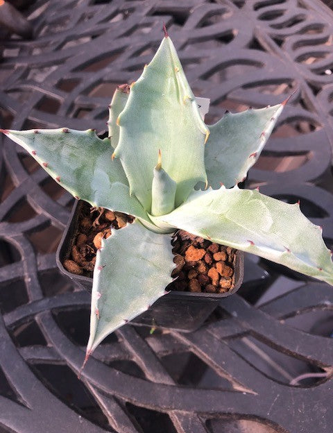 Agave Colorata cm.14/15  (resistenza - 7°)