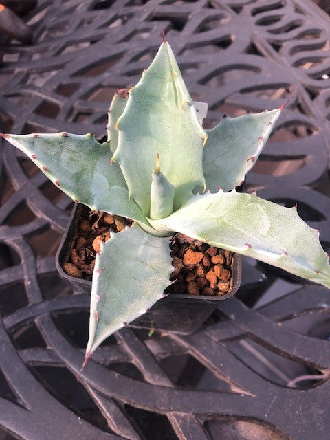 Agave Colorata cm.14/15  (resistenza - 7°)