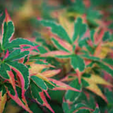 Acer Palmatum Kagiri Nishiki  vaso 14