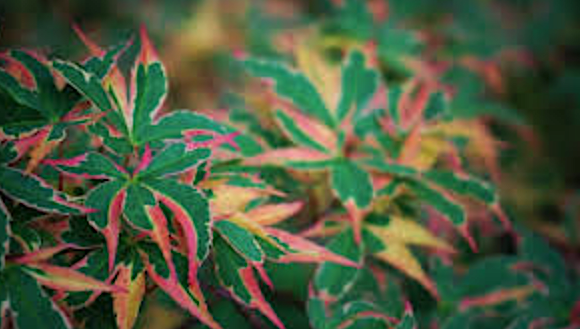 Acer Palmatum Kagiri Nishiki  vaso 14