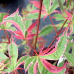 Acer Palmatum Kagiri Nishiki  vaso 14