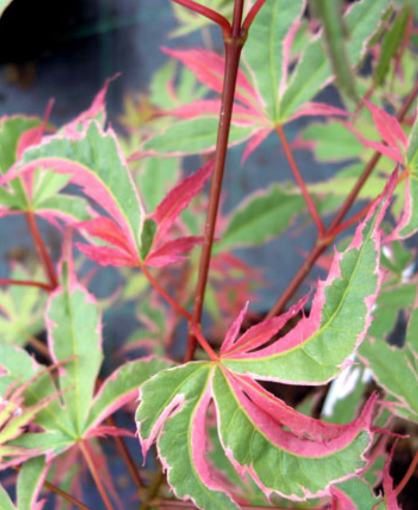 Acer Palmatum Kagiri Nishiki  vaso 14